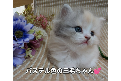 販売中の岩手県のミヌエット-116304の1枚目